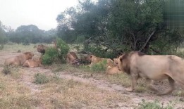 狮子最新爆料,娱乐圈背后的惊人真相